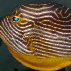 female ornate boxfish (Aracana ornata)