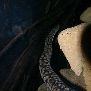 Arafura filesnake (Acrochordus arafurae)