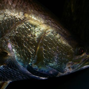 Barramundi (Lates calcarifer)