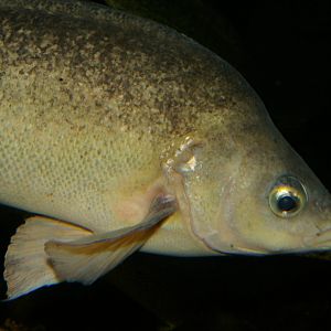 Silver perch (Bidyanus bidyanus)