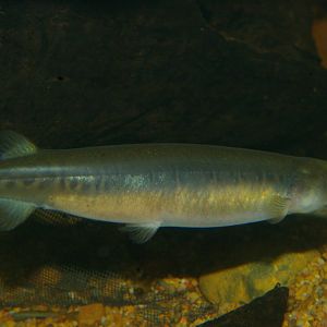mountain galaxiid (Galaxias olidus)