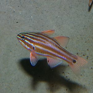 cardinalfish sp.