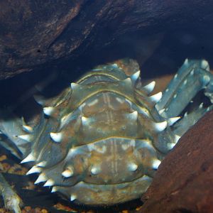 Murray River crayfish (Euastacus armatus)