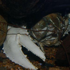 Murray River crayfish (Euastacus armatus)