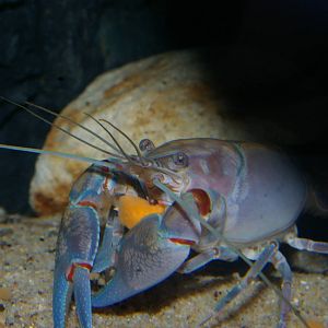 smooth yabby (Cherax destructor)