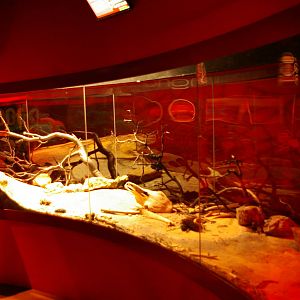 display tank for bulldog ants (Myrmecia sp.)