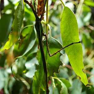 goliath stick insect (Eurycnema goliath)