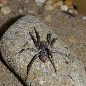 wolf spider (Lycosa sp.)