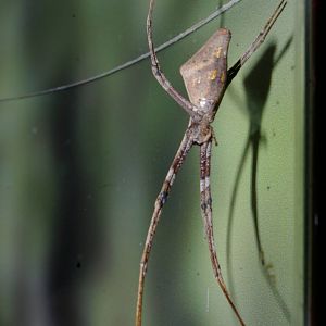 rufous net-casting spider (Deinopus subrufa)