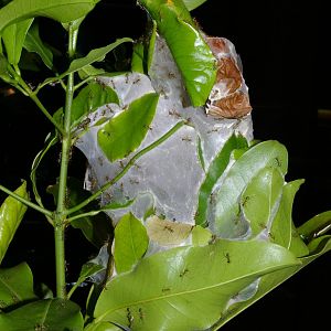 nest of green tree ants (Oecophylla smaragdina)