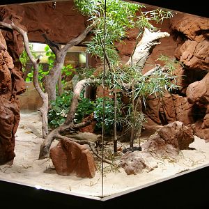 exhibit for Centralian carpet python (Morelia spilota bredli)