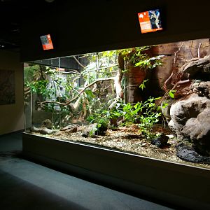 exhibit for diamond python (Morelia spilota spilota)