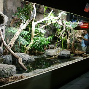 exhibit for scrub python (Morelia amethistina)