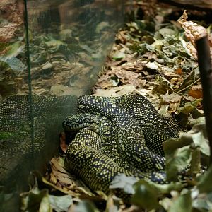 diamond python (Morelia spilota spilota)