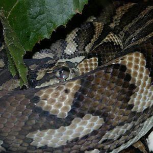 jungle carpet python (Morelia spilota cheynei)