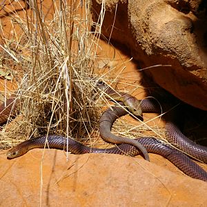 mulga snakes (Pseudechis australis)