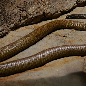 inland taipan or fierce snake (Oxyuranus microlepidotus)