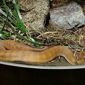 Northern death adder (Acanthophis praelongus)