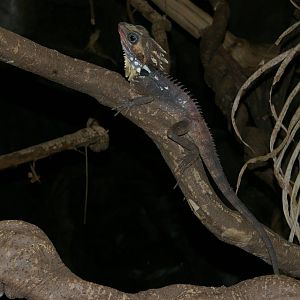 Boyds forest dragon (Hypsilurus boydii)