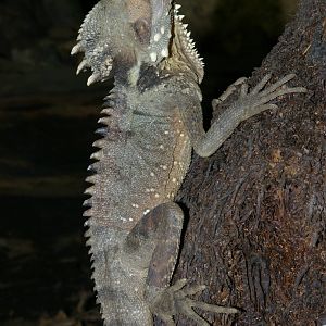 Boyds forest dragon (Hypsilurus boydii)