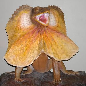 frilled dragon statue