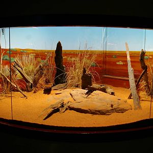 tank for central netted dragon (Ctenophorus nuchalis)