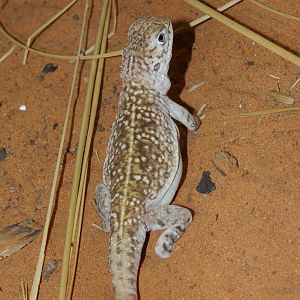 central netted dragon (Ctenophorus nuchalis)