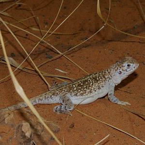 central netted dragon (Ctenophorus nuchalis)