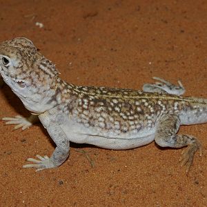 central netted dragon (Ctenophorus nuchalis)