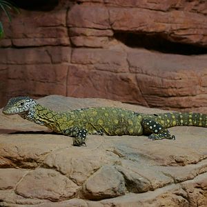 Perentie (Varanus giganteus)