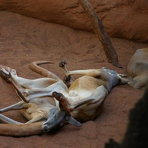 red kangaroos (Macropus rufus)