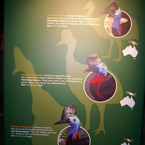 cassowary signage