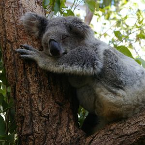 koala (Phascolarctos cinereus)