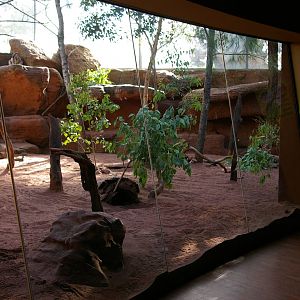 rock wallaby enclosure