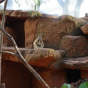 yellow-footed rock wallabies (Petrogale xanthopus)