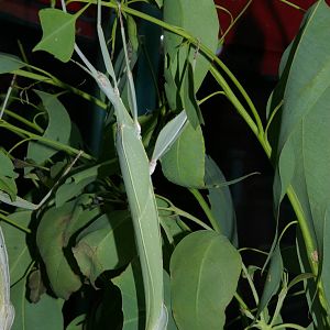 Childrens stick insect (Tropidoderus childrenii)