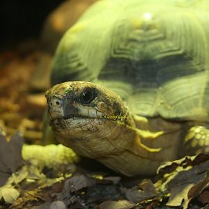Radiated Tortoise