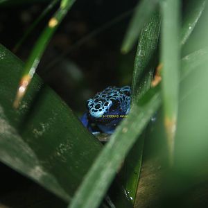 Poison Dart Frog