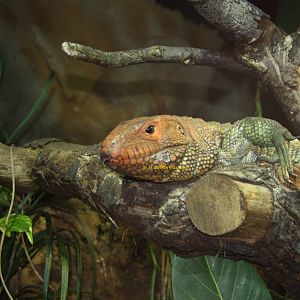 Caiman Lizard