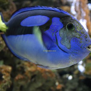 Regal Tang