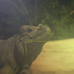Rhinoceros Iguana