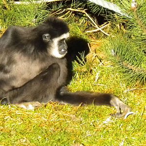 White Handed Gibbon.