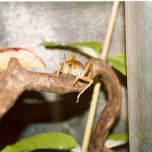 Poor Knights Island Giant Weta at Bristol 17/07/2004