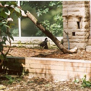 Gough Island Moorhen at Bristol 17/07/2004
