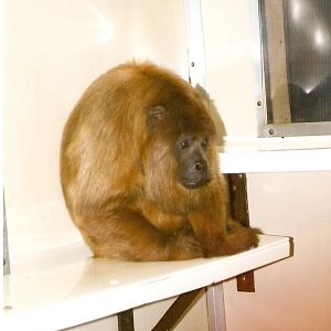 Bolivian Red Howler Monkey at Twycross 10/07/2004