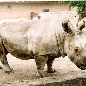 Northern White Rhinoceros at Dvur Kralove 04/09/2003
