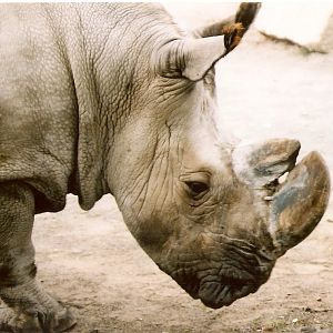 Northern White Rhinoceros at Dvur Kralove 04/09/2003