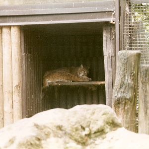 Baikal Lynx at Dvur Kralove 04/09/2003
