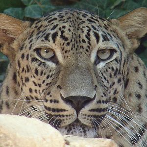 Panthera pardus saxicolor / Iranian leopard (male)