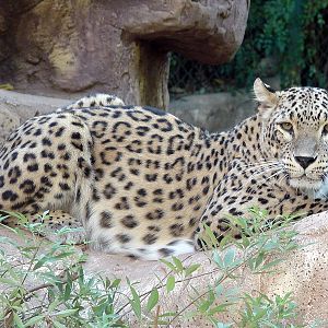 Panthera pardus saxicolor / Iranian leopard (female)